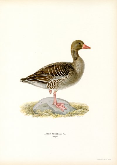 Grey Goose (litografía en color) de Magnus Ferdinand and Wilhelm von Wright