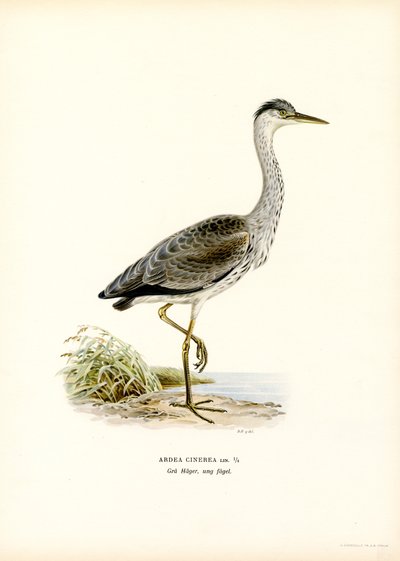 Garza real (litografía en color) de Magnus Ferdinand and Wilhelm von Wright