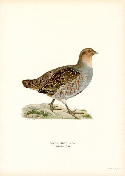 Perdiz gris (litografía en color) de Magnus Ferdinand and Wilhelm von Wright