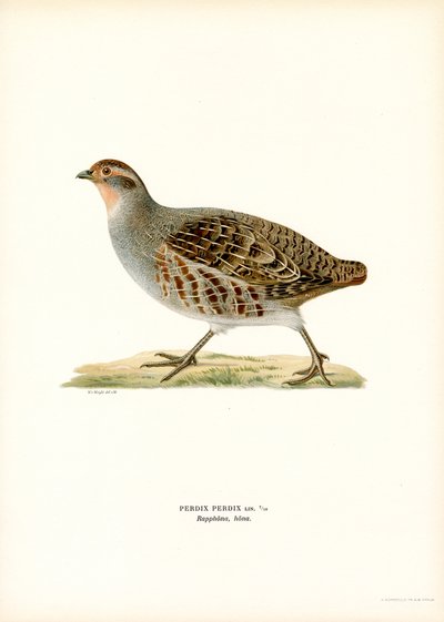 Perdiz gris (litografía en color) de Magnus Ferdinand and Wilhelm von Wright