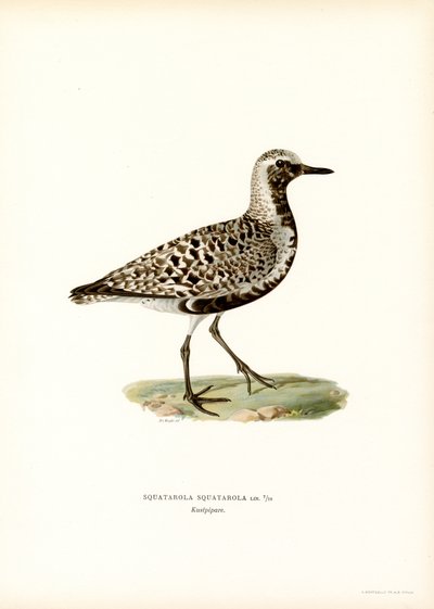 Chorlito gris (litografía en color) de Magnus Ferdinand and Wilhelm von Wright