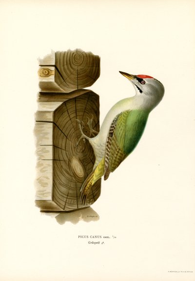Pájaro carpintero gris (litografía en color) de Magnus Ferdinand and Wilhelm von Wright