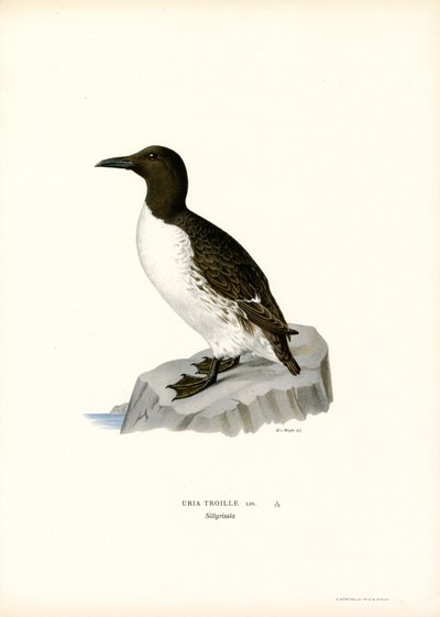 Guillemot (litografía en color) de Magnus Ferdinand and Wilhelm von Wright