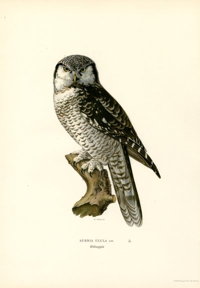 Lechuza (litografía en color) de Magnus Ferdinand and Wilhelm von Wright
