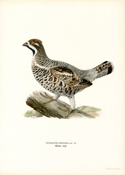 Hazel Grouse (litografía en color) de Magnus Ferdinand and Wilhelm von Wright