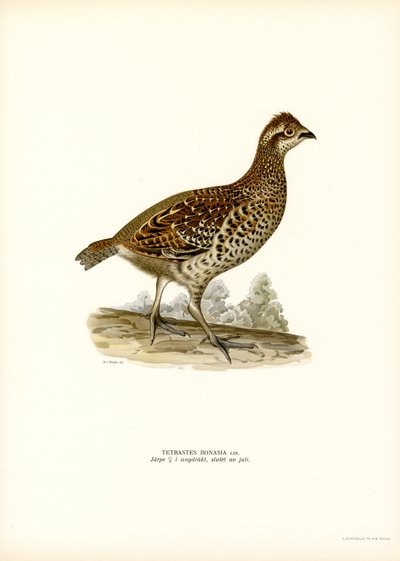 Hazel Grouse (litografía en color) de Magnus Ferdinand and Wilhelm von Wright