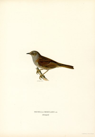 Curruca de seto (litografía en color) de Magnus Ferdinand and Wilhelm von Wright