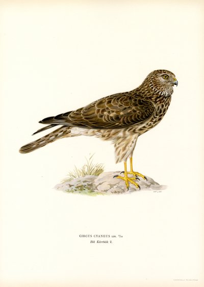 Aguilucho pálido (litografía en color) de Magnus Ferdinand and Wilhelm von Wright