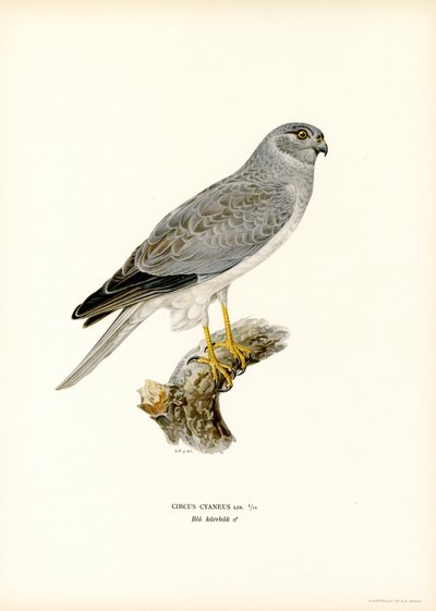 Aguilucho pálido (litografía en color) de Magnus Ferdinand and Wilhelm von Wright
