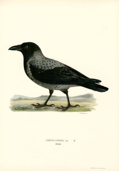 Cuervo encapuchado (litografía en color) de Magnus Ferdinand and Wilhelm von Wright