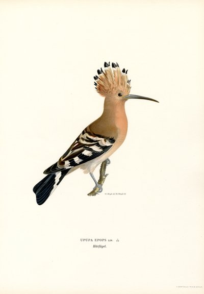 Abubilla (litografía en color) de Magnus Ferdinand and Wilhelm von Wright