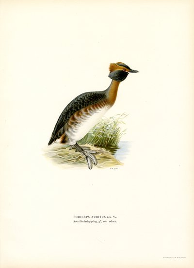 Zampullín cornudo (litografía en color) de Magnus Ferdinand and Wilhelm von Wright