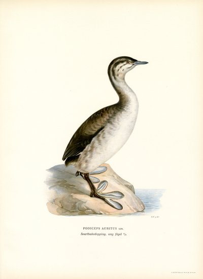 Zampullín cornudo (litografía en color) de Magnus Ferdinand and Wilhelm von Wright