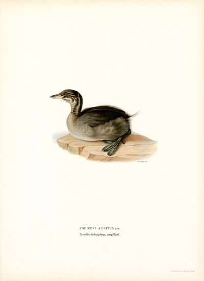 Zampullín cornudo (litografía en color) de Magnus Ferdinand and Wilhelm von Wright
