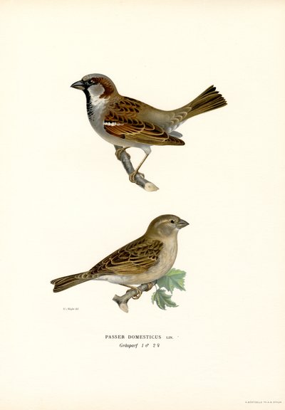 Gorrión común (litografía en color) de Magnus Ferdinand and Wilhelm von Wright