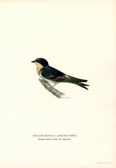 Golondrina doméstica (litografía en color) de Magnus Ferdinand and Wilhelm von Wright