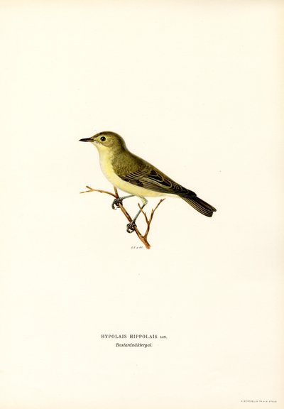 Curruca de la India (litografía en color) de Magnus Ferdinand and Wilhelm von Wright