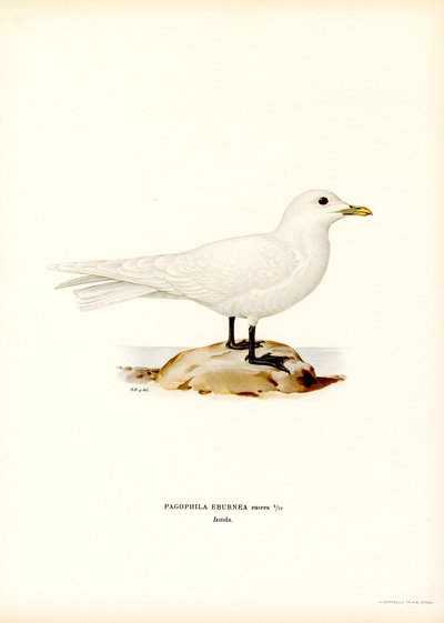 Gaviota de marfil (litografía en color) de Magnus Ferdinand and Wilhelm von Wright