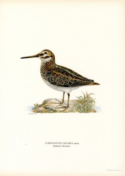 Jack Snipe (litografía en color) de Magnus Ferdinand and Wilhelm von Wright