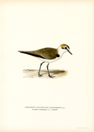 Chorlito de Kentish (litografía en color) de Magnus Ferdinand and Wilhelm von Wright
