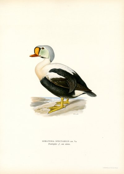 Rey Pato (litografía en color) de Magnus Ferdinand and Wilhelm von Wright
