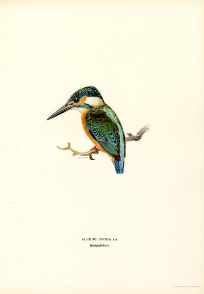Kingfisher (litografía en color) de Magnus Ferdinand and Wilhelm von Wright