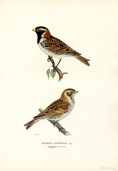 Escribano de Laponia (litografía en color) de Magnus Ferdinand and Wilhelm von Wright