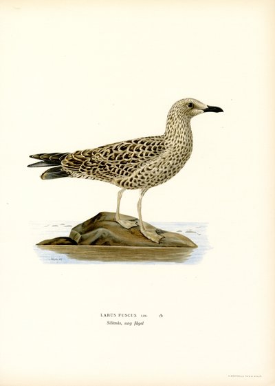 Gaviota dorsinegra (litografía en color) de Magnus Ferdinand and Wilhelm von Wright