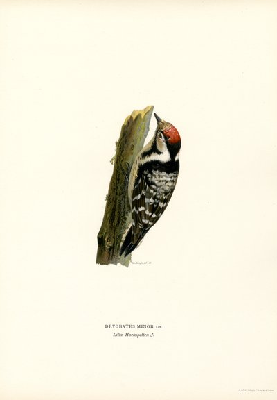 Pico picapinos (litografía en color) de Magnus Ferdinand and Wilhelm von Wright