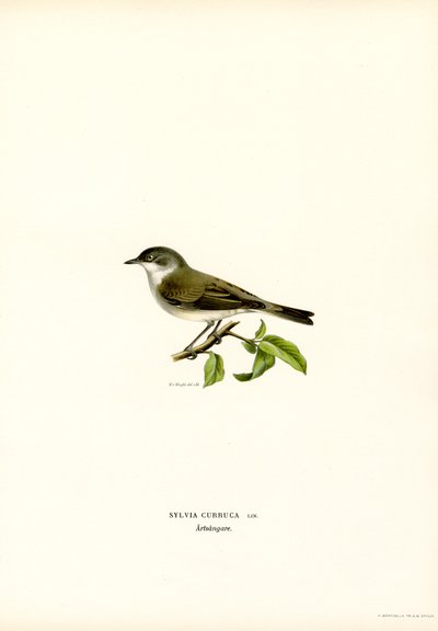 Pechiazul (litografía en color) de Magnus Ferdinand and Wilhelm von Wright