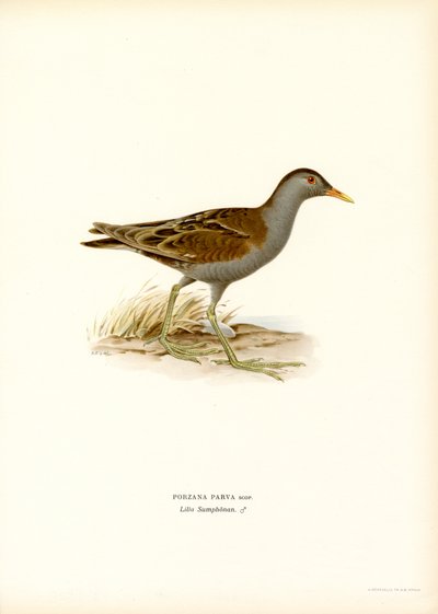 Little Crake (litografía en color) de Magnus Ferdinand and Wilhelm von Wright