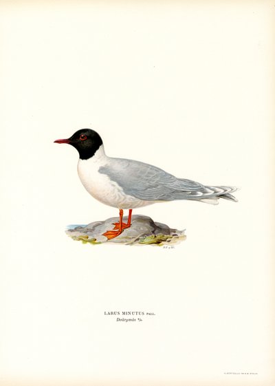 Gaviota pequeña (litografía en color) de Magnus Ferdinand and Wilhelm von Wright