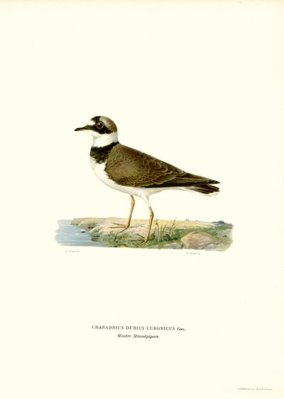 Chorlito de la India (litografía en color) de Magnus Ferdinand and Wilhelm von Wright