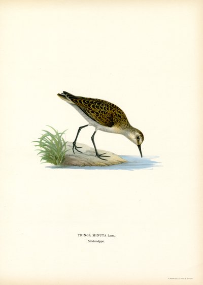 Little Stint (litografía en color) de Magnus Ferdinand and Wilhelm von Wright