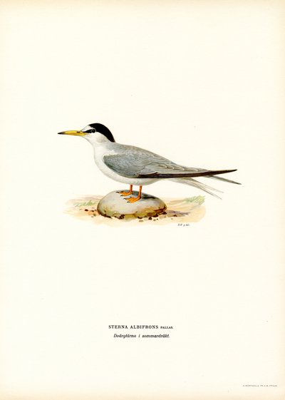 Charrancito (litografía en color) de Magnus Ferdinand and Wilhelm von Wright