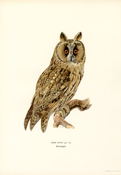 Búho de orejas largas (litografía en color) de Magnus Ferdinand and Wilhelm von Wright