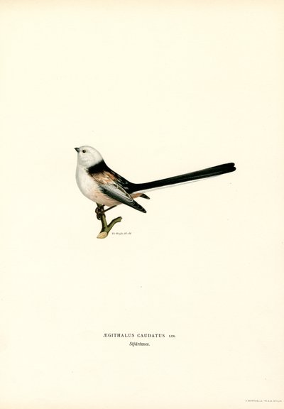 Herrerillo común (litografía en color) de Magnus Ferdinand and Wilhelm von Wright