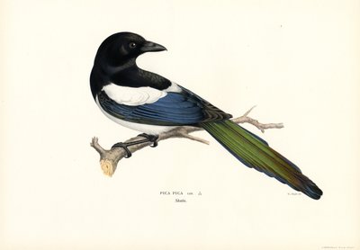 Urraca (litografía en color) de Magnus Ferdinand and Wilhelm von Wright