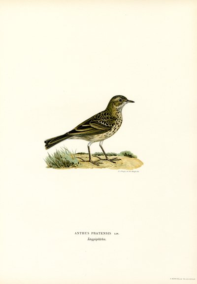 Bisbita de los prados (litografía en color) de Magnus Ferdinand and Wilhelm von Wright