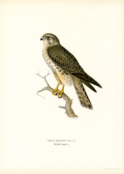 Merlín (litografía en color) de Magnus Ferdinand and Wilhelm von Wright