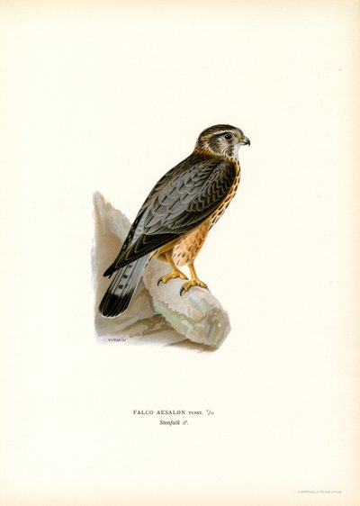 Merlín (litografía en color) de Magnus Ferdinand and Wilhelm von Wright