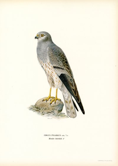 Aguilucho cenizo (litografía en color) de Magnus Ferdinand and Wilhelm von Wright