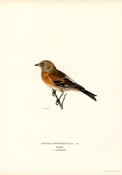 Pinzón de montaña (litografía en color) de Magnus Ferdinand and Wilhelm von Wright