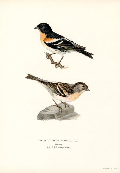Pinzón de montaña (litografía en color) de Magnus Ferdinand and Wilhelm von Wright