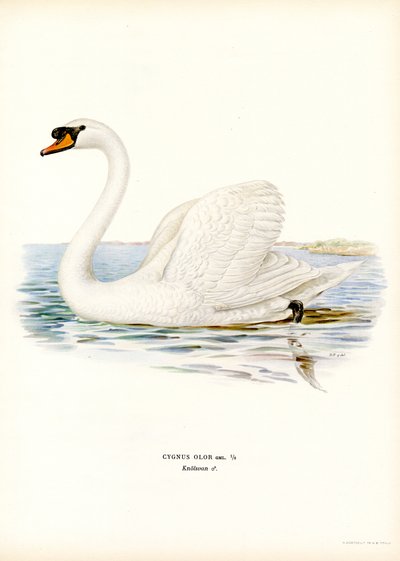 Cisne mudo (litografía en color) de Magnus Ferdinand and Wilhelm von Wright
