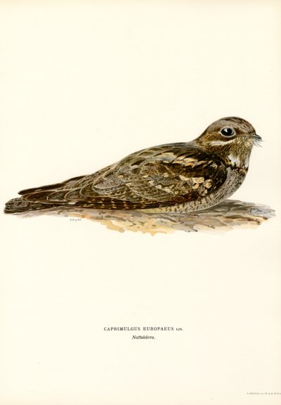 Ruiseñor (litografía en color) de Magnus Ferdinand and Wilhelm von Wright