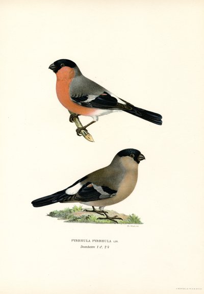 Camachuelo del norte de Eurasia (litografía en color) de Magnus Ferdinand and Wilhelm von Wright