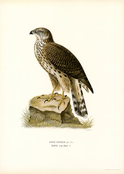 Azor común (litografía en color) de Magnus Ferdinand and Wilhelm von Wright