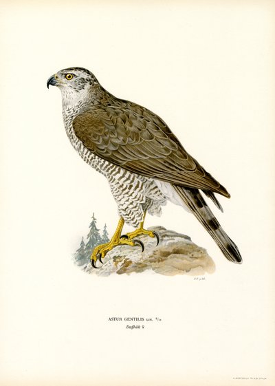 Azor común (litografía en color) de Magnus Ferdinand and Wilhelm von Wright