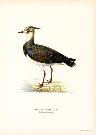 Avefría (litografía en color) de Magnus Ferdinand and Wilhelm von Wright